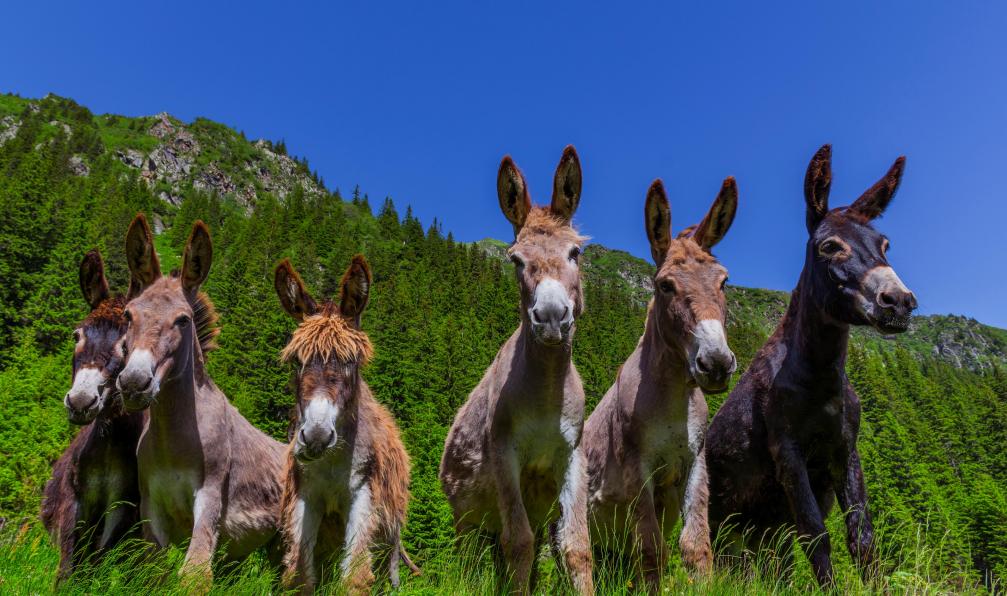 Image Trappeurs des pyrénées