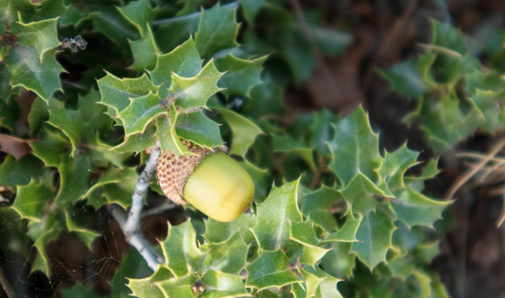 Andi - Kathrine - Adobe Stock - Feuilles vertes et glands de Quercus coccifera : le chêne kermé. Petit chêne aux feuilles pointues en été ensoleillé, Méditerranée - Traversées et sommets des Calanques - 6