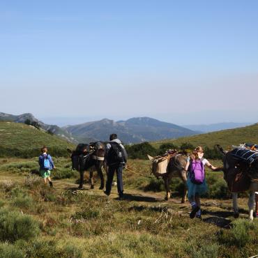 Voyage avec ânes - Les volcans d\'Ardèche avec un âne