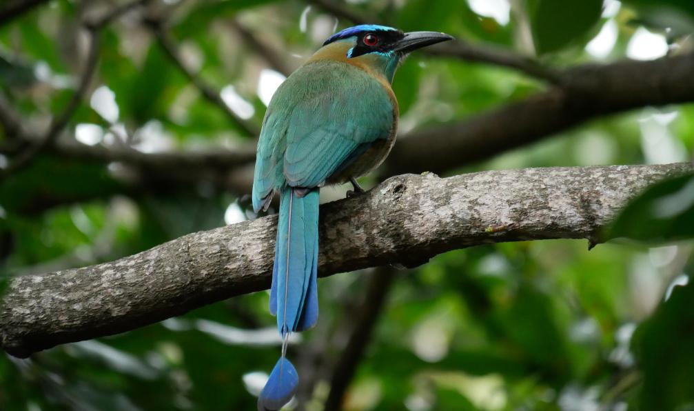 De Looze - Charline - Oiseau Motmot, San José, Costa Rica - A la recherche du mono titi - 12