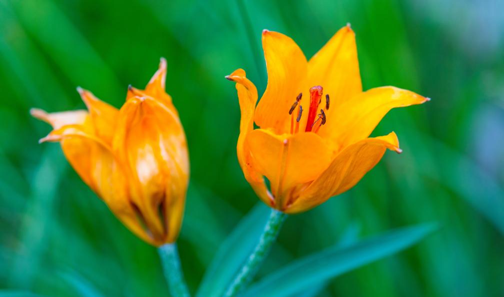 JUAN CARLOS MUNOZ - Adobe stock - Lis orangé, Lilium bulbiferum, Alpes - Les 3000 du Queyras au Piémont - 10