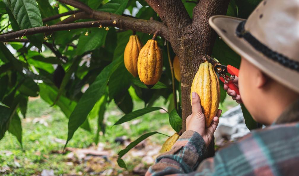 Narong KHUEANKAEW -  Istock -  Plantation de Cacao, Costa Rica - A la recherche du mono titi - 10