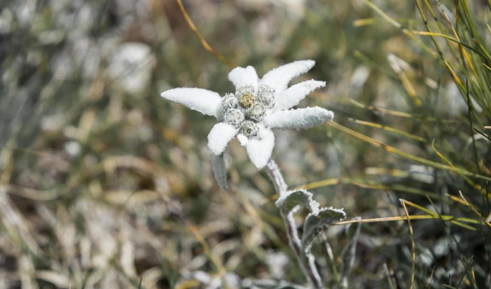 Alessandrogiam - Adobe stock - Edelweiss, Alpes - Les 3000 du Queyras au Piémont - 8