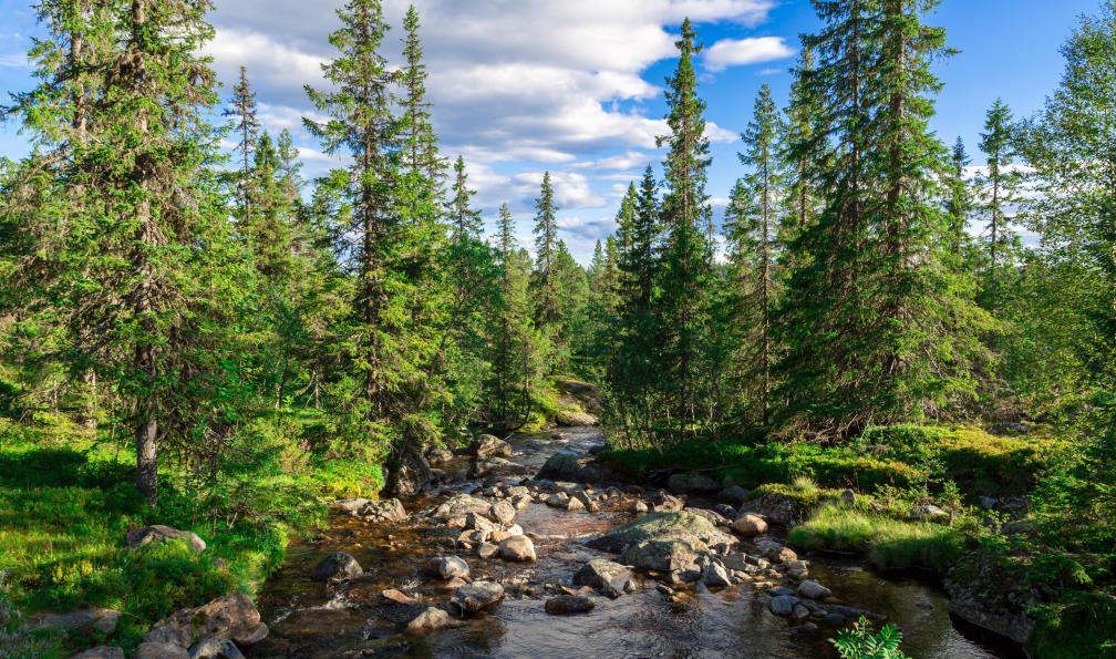 magnussander - Adobe Stock - Forêt de Trysil, Norvège  - Les petits trappeurs vikings - 1