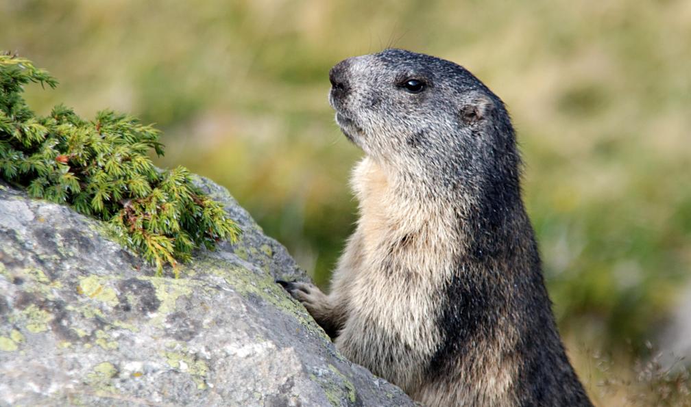 Pixabay - Marmotton regardant par dessus un rocher, Alpes, France - Panorama des Ecrins - 7