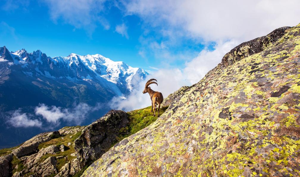 Ter - Anko - Adobe stock - Bouquetin dans les pentes sur le tour du Mont Blanc, Alpes, France - Tour du Mont-Blanc en liberté sur mesure - 1