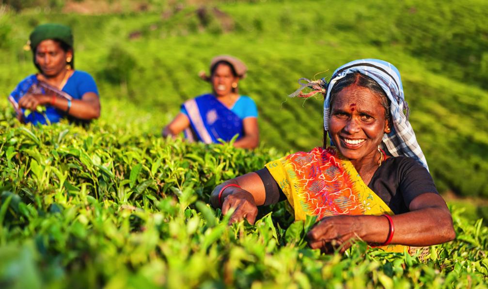Istock -  Femmes tamoul récoltant le thé, Sri Lanka. - Les sentiers du thé - 2
