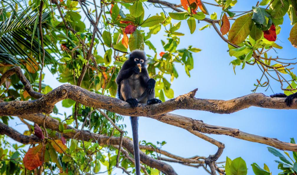 Image Parcs du sud et île ko phaluai