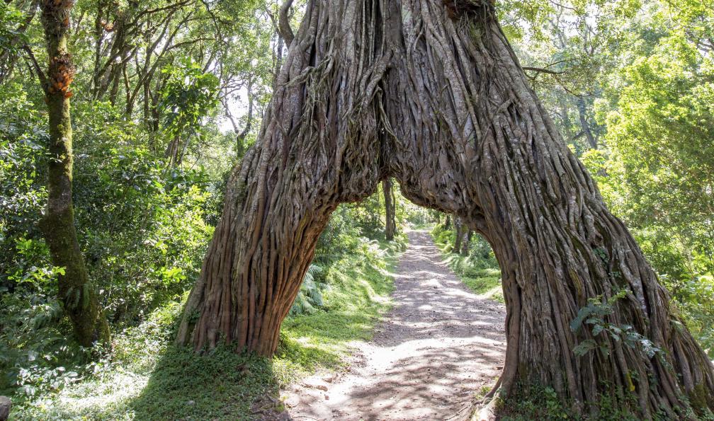 David  -  Evison -  Shutterstock -  Arched fig tree sur le mont Meru;Tanzanie - Du mont Meru au Kilimandjaro - 1