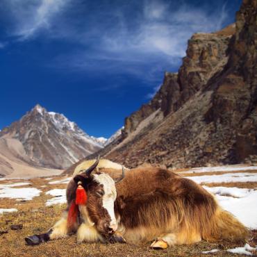 Trek - Bhoutan : Snow man trek
