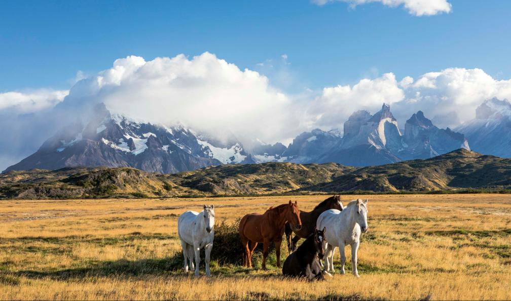 Bennie - Martin - Unsplash - Chevaux dans un champs devant les Torres del Paine, Chili - Des glaciers de Patagonie au désert d'Atacama - 4