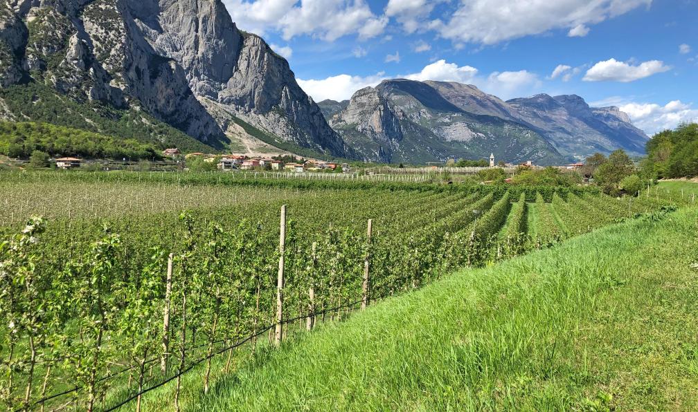 Eurfofun - Panorama sur les vignes près du lac de Garde en Italie. - Le tour du lac de Garde à vélo - 8