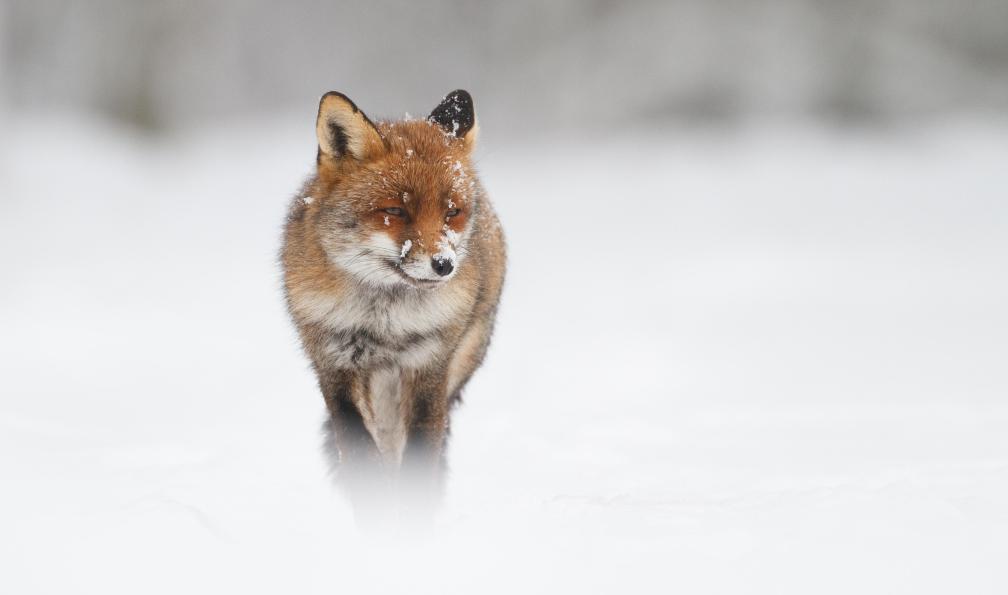 Pim Leijen - Adobe stock - Renard roux dans la neige, Alpes, France - Au coeur des 3000 du Queyras - 8