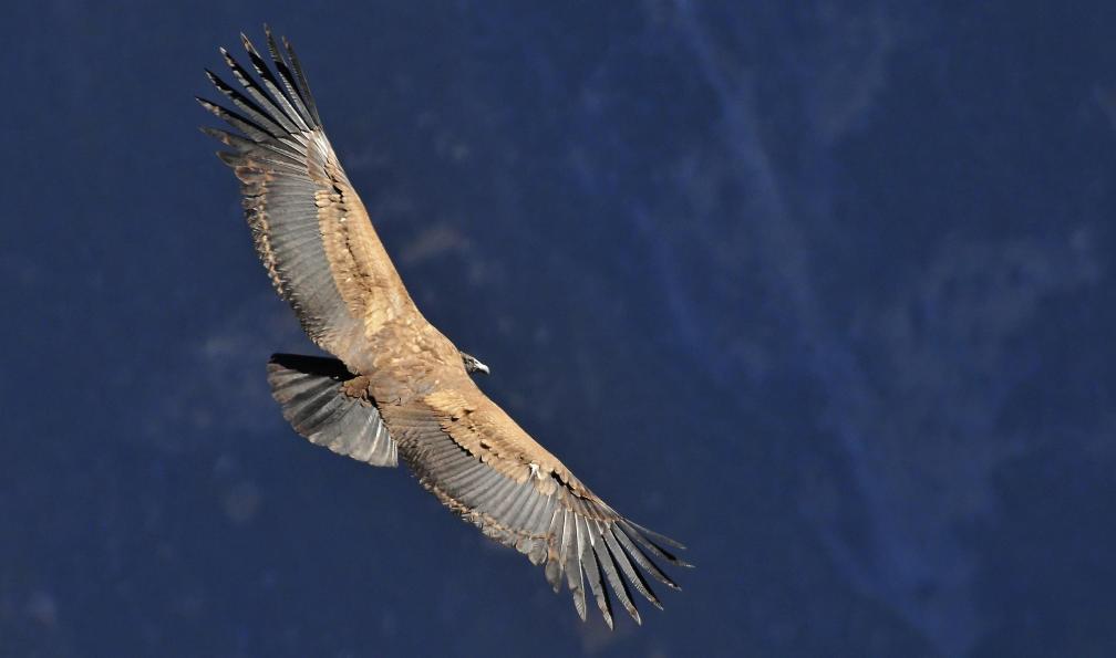 Cezary Wojtkowski -  istock -  Condor des Andes au canyon de Colca, Pérou - Inca Colca - 10