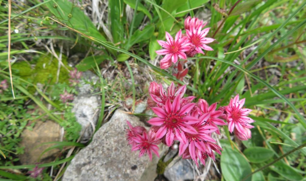 Lanau - Blandine - Joubardes en fleurs, Alpes, France - Le tour du Queyras classique en 6 jours - 7
