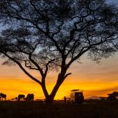 safari tanzanie