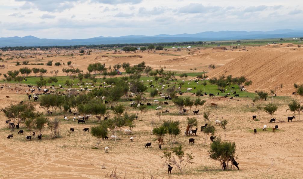 Gwengoat -  Istock -  Troupeau de chèvres à Elsen Tasarkhai, mini-Gobi;Mongolie - Dunes et steppes mongoles - 6
