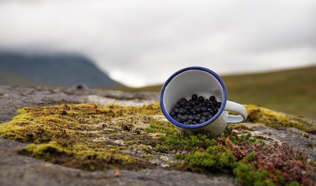 Wouter - Adobe Stock - Petit encas de myrtilles fraiches en cours de randonnée en Suède - Trek sur la mythique Kungsleden - 7
