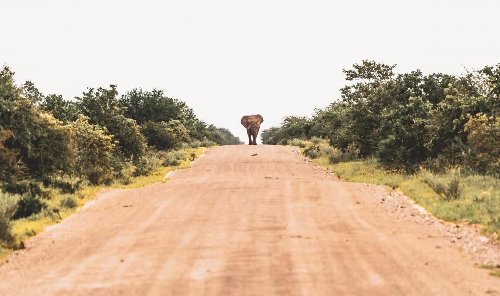 Eelco bohtlingk - Unsplash - Elephant de la réserve d'Etosha en Namibie - Les sentiers de la Voie lactée - 6
