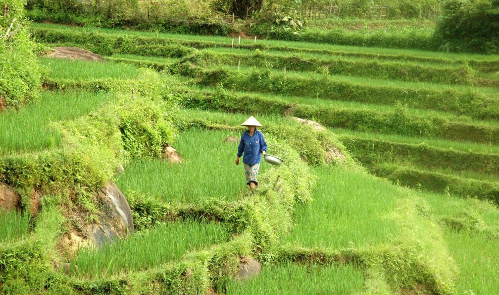 Rizière, région de Mai Chau, chez les Thaïs blancs, Viêtnam. - Ma famille au pays du Dragon - 2