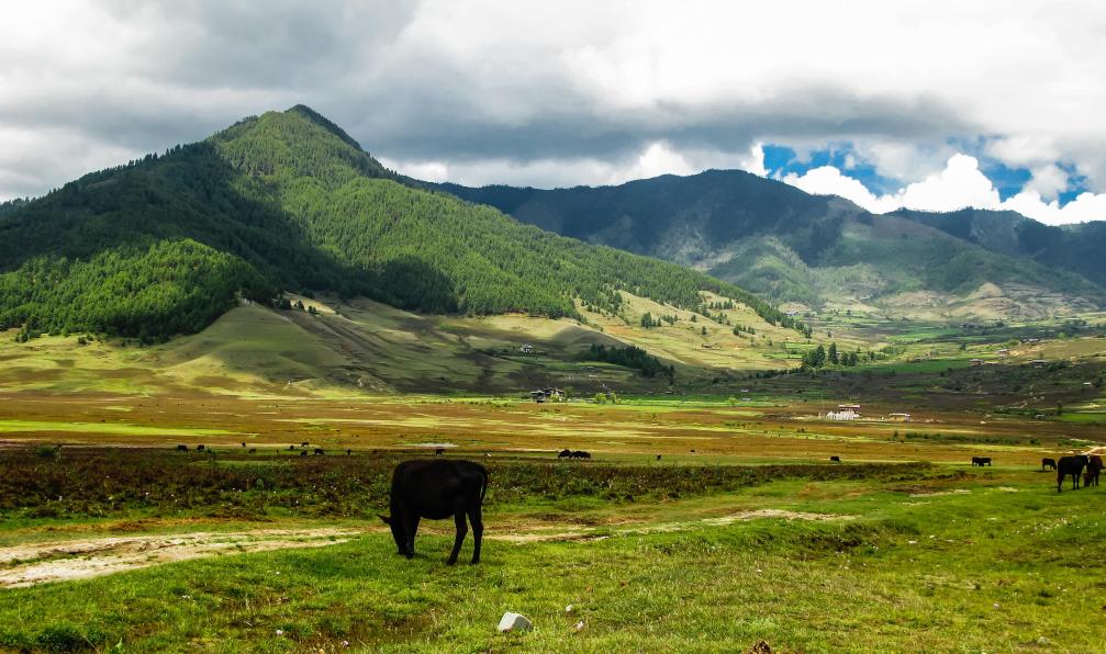 Cosmicos  -  Homo -  Shutterstock -  Cheval dans la Vallée et montagne de Phobjikha;Bhoutan - Voyage photo avec Mario Colonel: le Bhoutan  - 10