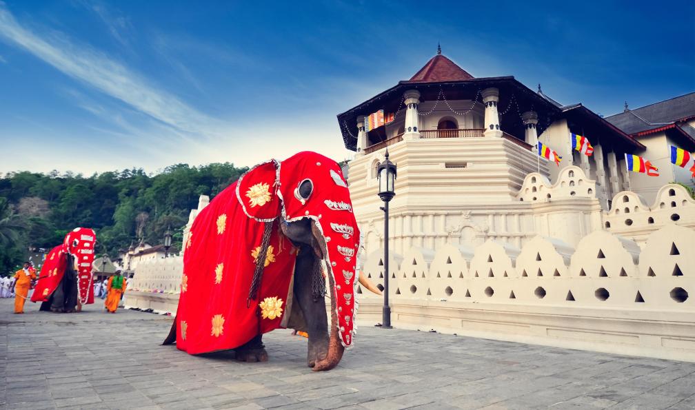 Surangaw - Adobe stock - Jour de Cérémonie au temple de la Dent à Kandy, éléphants en tenue de cérémonie devant la façade du temple, Sri Lanka - Chemins d'été au Sri Lanka - 2