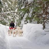 chiens de traineau canada quebec
