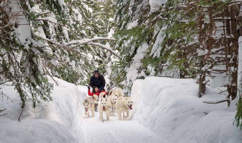 quebec-chiens-de-traineau-canada-quebec