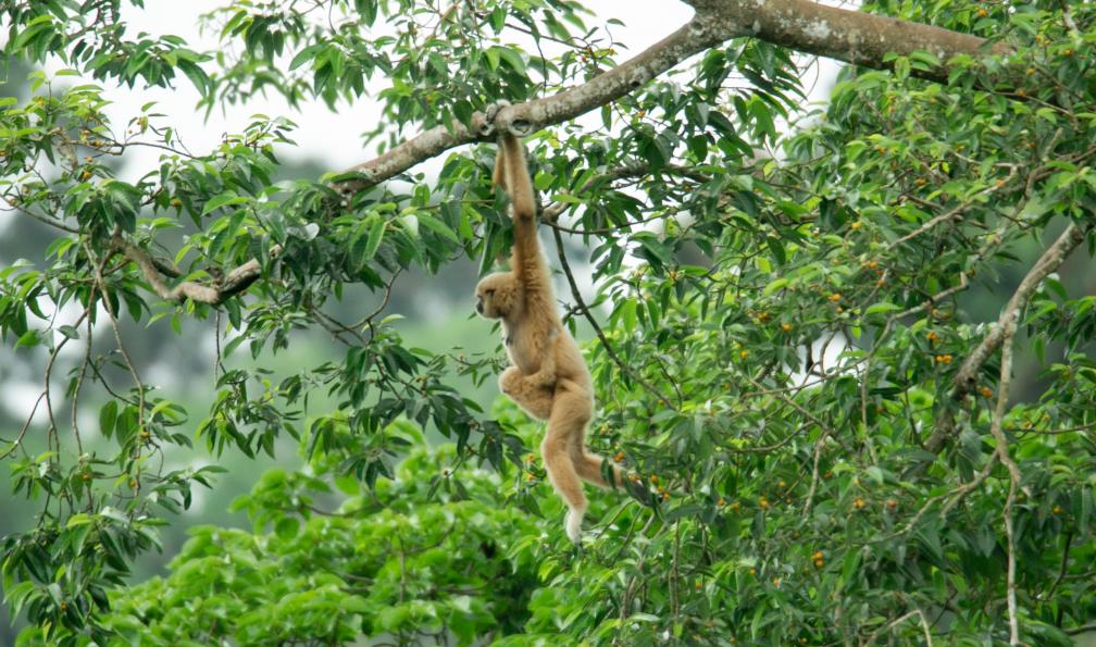 jerd nakata - Adobe stock - Une mère gibbon saute par-dessus une branche avec son bébé perché sur sa taille - Ethnies de Sapa et Delta du Mékong - 5