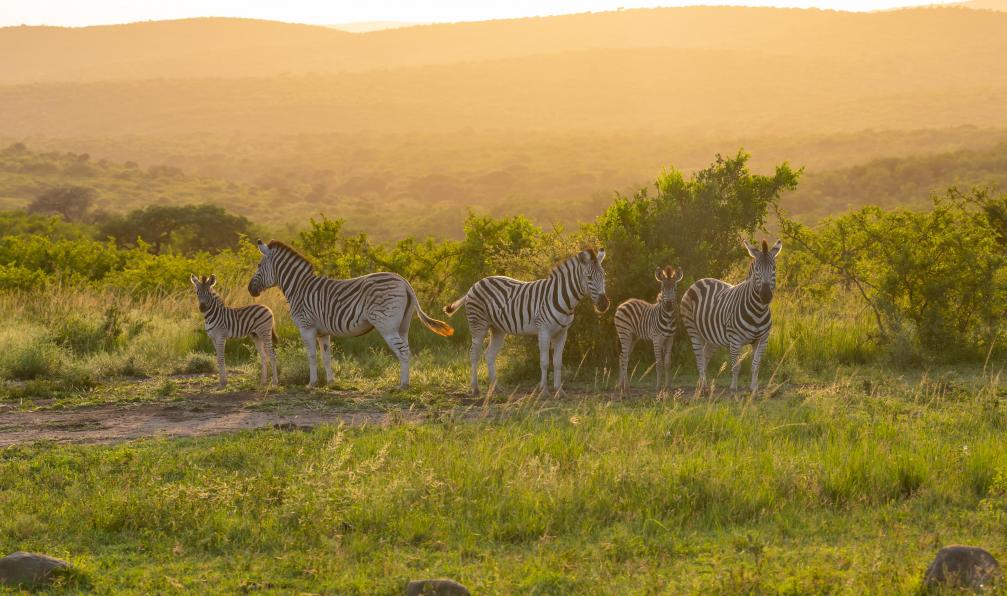 ShDrohnenFly - Adobe stock - Zèbres dans le parc national de Hluhluwe, Afrique du Sud - Les montagnes du Dragon - 4