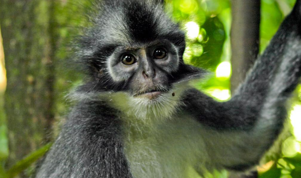 Singe Thomas Leaf, Bukit Lawang, Gunung Leuser, Sumatra, Indonésie. - Sumatra : Orang-Outan et volcan - 8