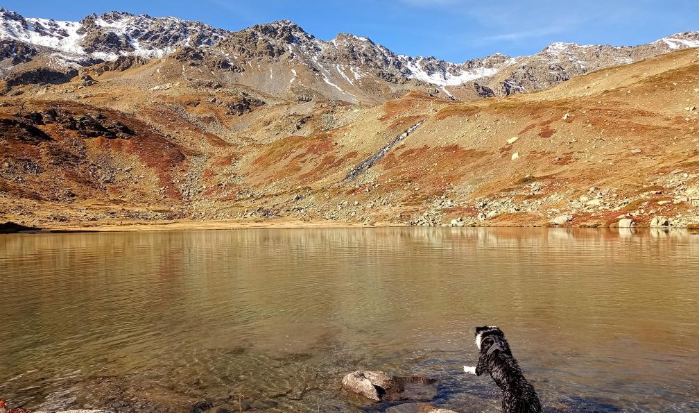 Wadbled -  Coralie -  Chien sautant dans le lac Lavoir, Vallée Etroite, Clarée, Alpes du Sud - Lacs et sommets des Alpes du Sud avec son chien - 1