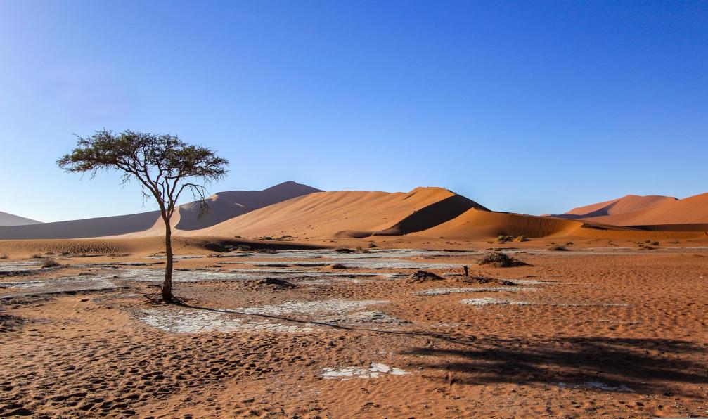 Pixabay 6785861 - Arbre et son ombre dans le sable rouge du Sossusvlei, Namibie - Grande randonnée en Namibie - 4
