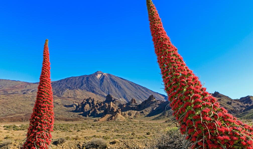 Ronald Wittek  -  shutterstock -  Teide et fleurs, Tenerife, Canaries, Espagne - Tenerife, à l'assaut du Teide - 5