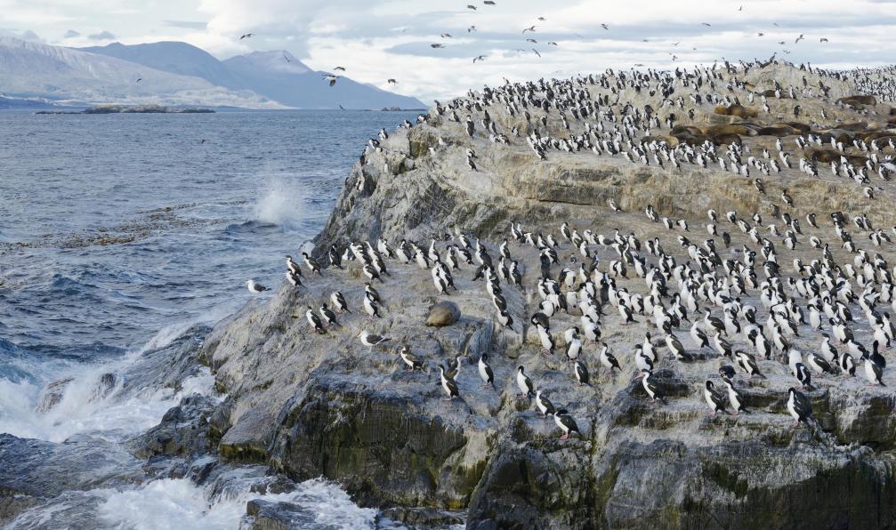 dani3315 -  Istock -  Colonie du roi les cormorans et les otaries;Canal de Beagle - Terre de Feu, Patagonie et Iguazú - 11