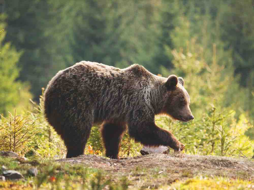 Ours canada