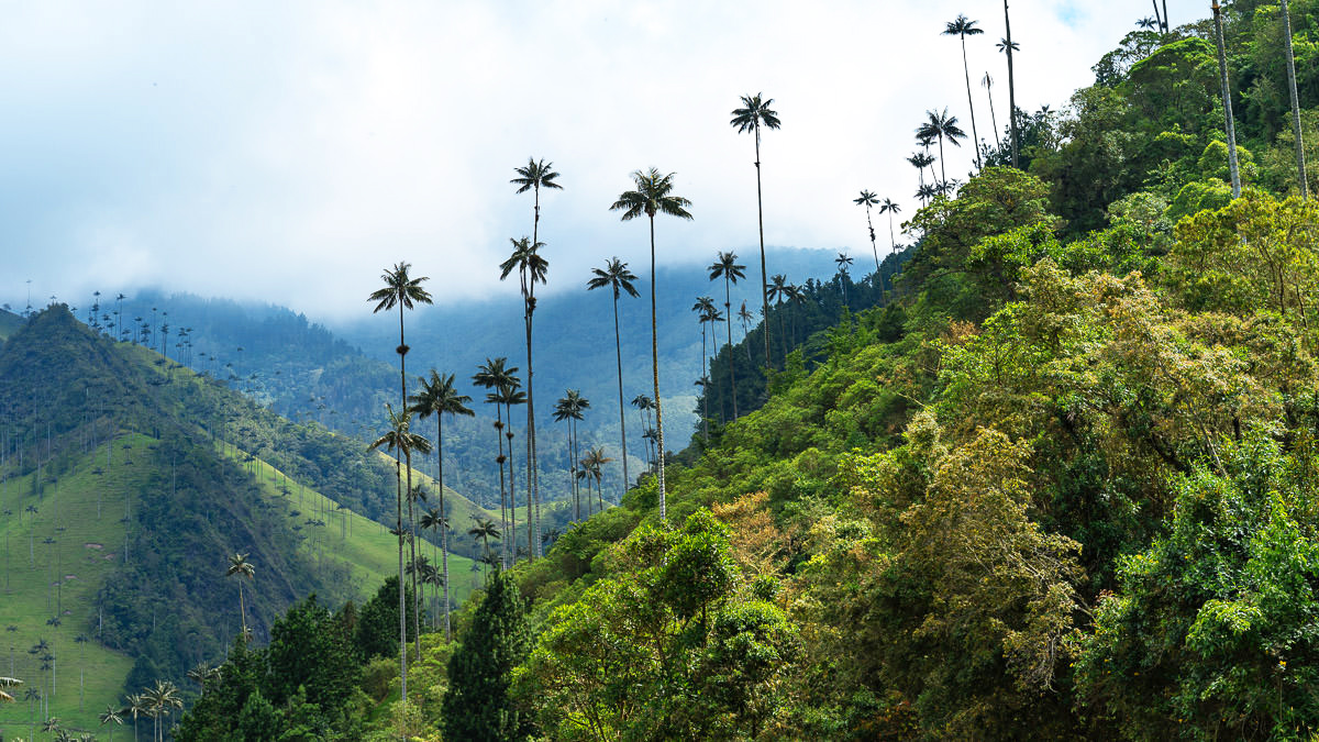 Région du café Colombie