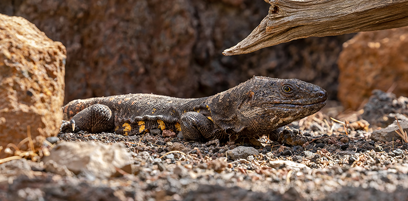 Lézard géant El Hierro Canaries