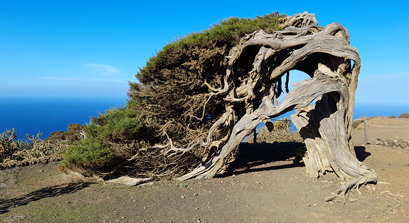 Genévrier El Hierro Canaries