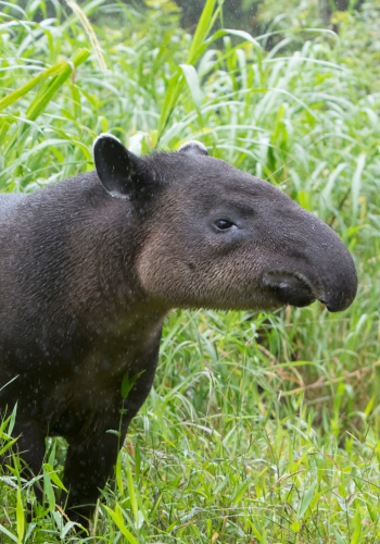Tapir