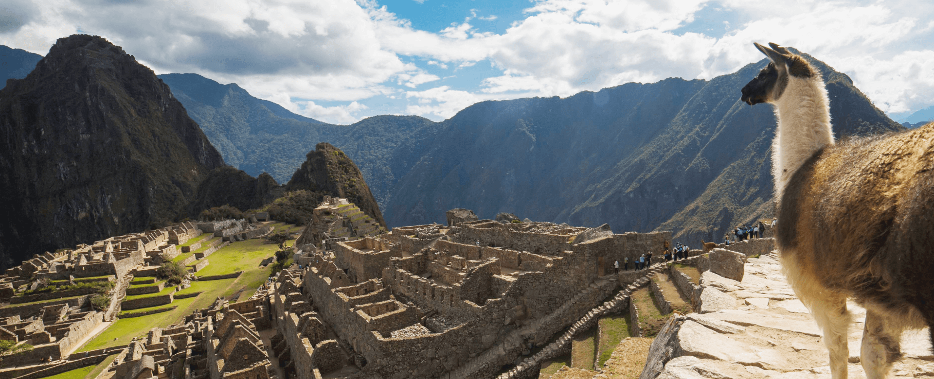 Lama et Machu Picchu, Pérou.