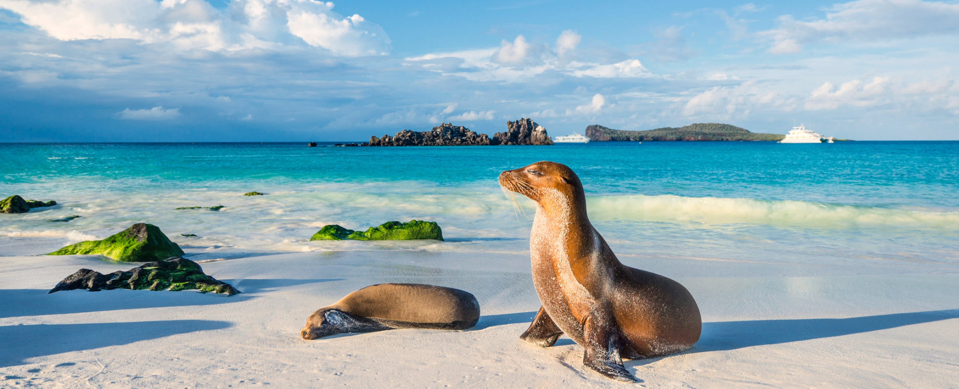Lion de mer, Galapagos, Equateur
