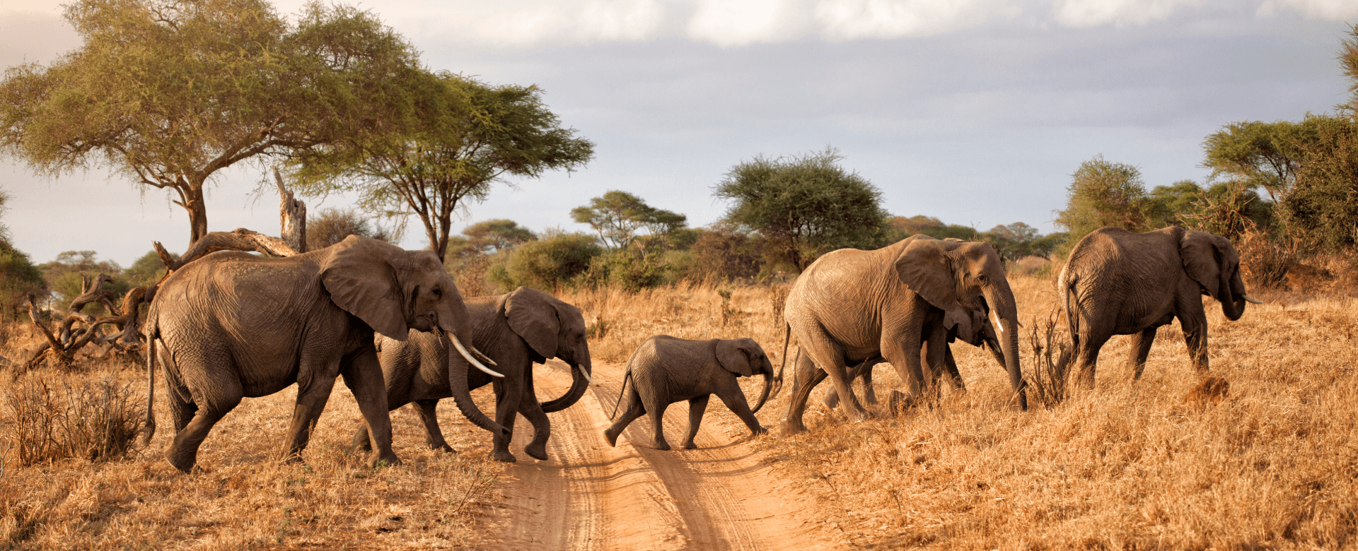 Éléphants en famille à l'aube dans le parc de Tarangire; Tanzanie