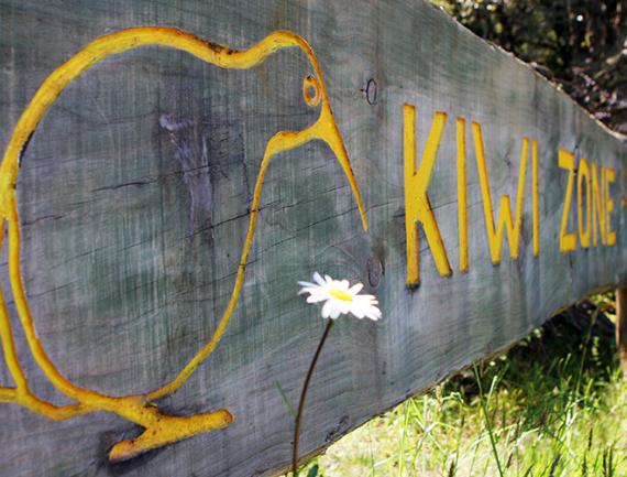 Kiwi - Nouvelle Zelande