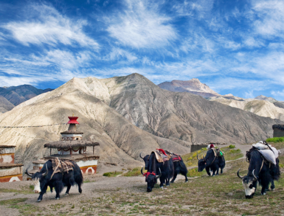 Caravane de yacks dans le haut Dolpo;Népal