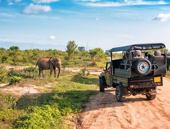 Touristes en safari dans une réserve privée en 4x4 admirant un éléphant, Afrique.