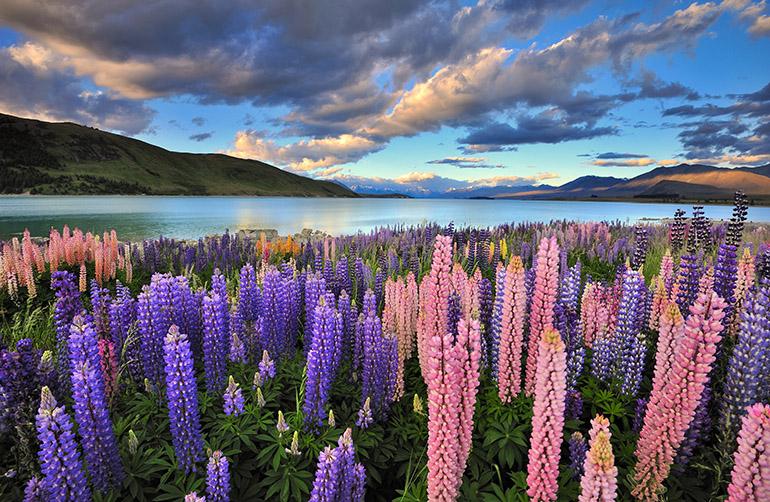 Lupins sur la rive du Lac Tekapo, Nouvelle Zélande.