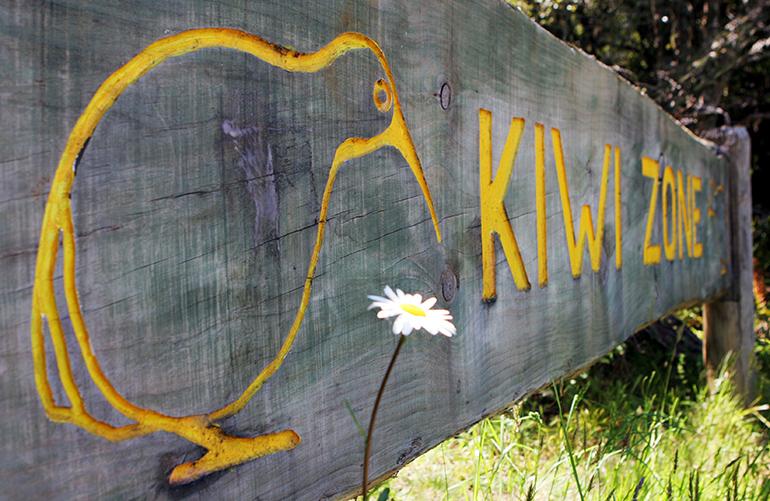 Kiwi - Nouvelle Zelande