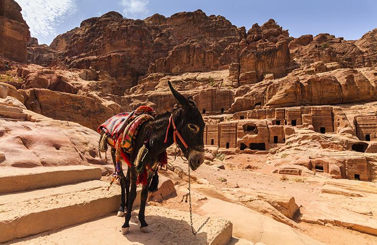 Âne devant la Cité de Pétra - Jordanie