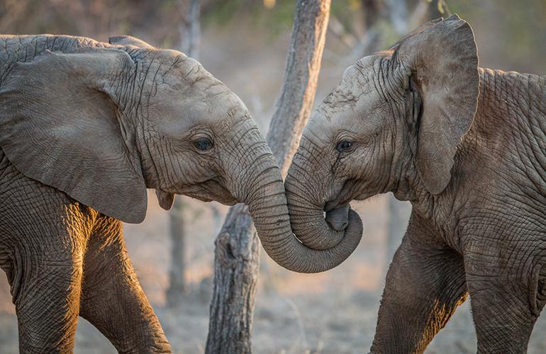 Eléphants jouant dans le Parc Kruger, Afrique du Sud